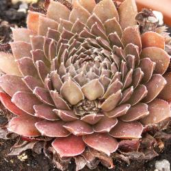 Sempervivum - Dachwurz - Hauswurz